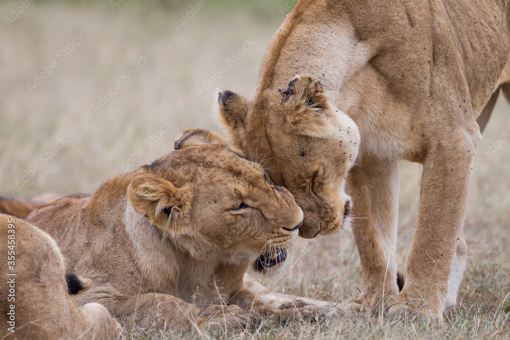 Naklejka premium Lionesses socilaizing in Masai Mara