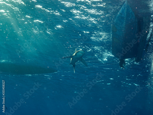 longimanus shark investigates boats © WolfgangSchreibmayer