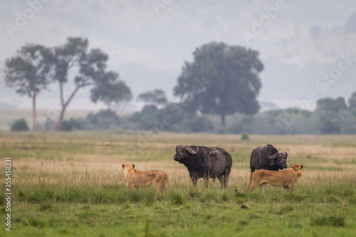 Young lions facing african buffalos