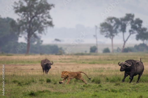 Young lion running away  from african buffalos