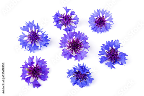 Blue cornflowers, summer flowers on white background, floral background, beautiful small cornflowers close up © Olga