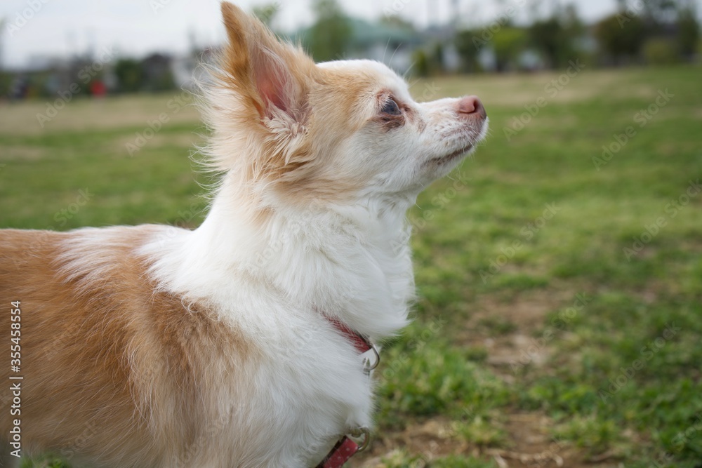 chihuahua dog on park