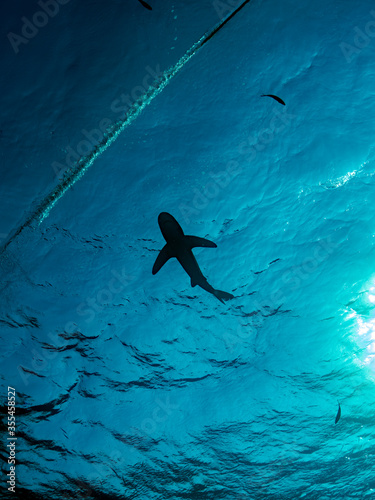 silhouette of oceanic white tip shark