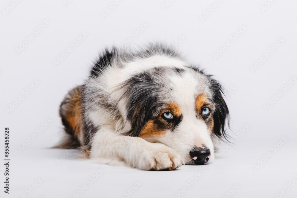 Australian Shepherd Australian Shepherd