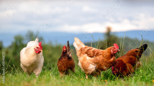 Foto Freilaufende glückliche Hühner und Hähne, Freilandhaltung auf dem Bio Bauernhof