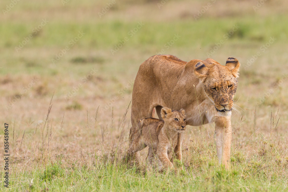 Lion cubs walking near their mother Lion cubs walking near their mother