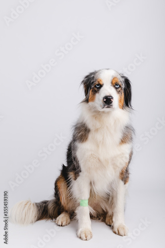 Australian Shepherd