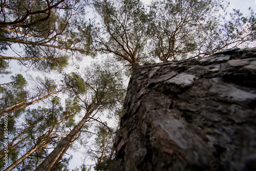 Looking into the sky - a forest walk