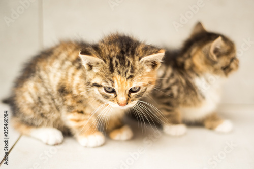 Two one month old small striped gray, white and red kittens. Lovely cat portrait. Vaccination, sterilization and veterinary care for animals. Cat day