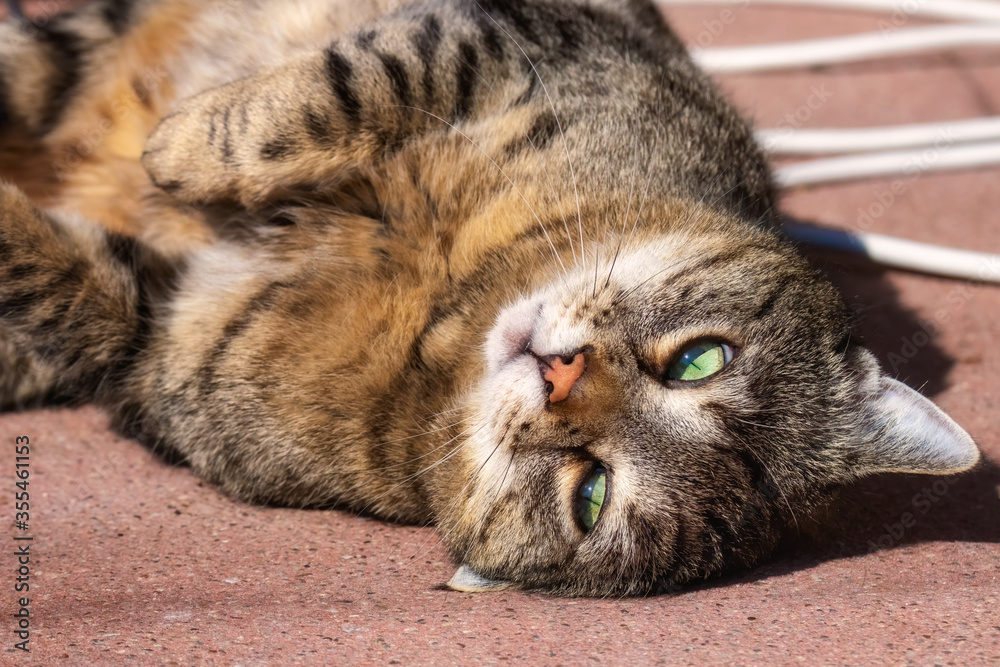 Tabby cat lying on his back and looking cute 