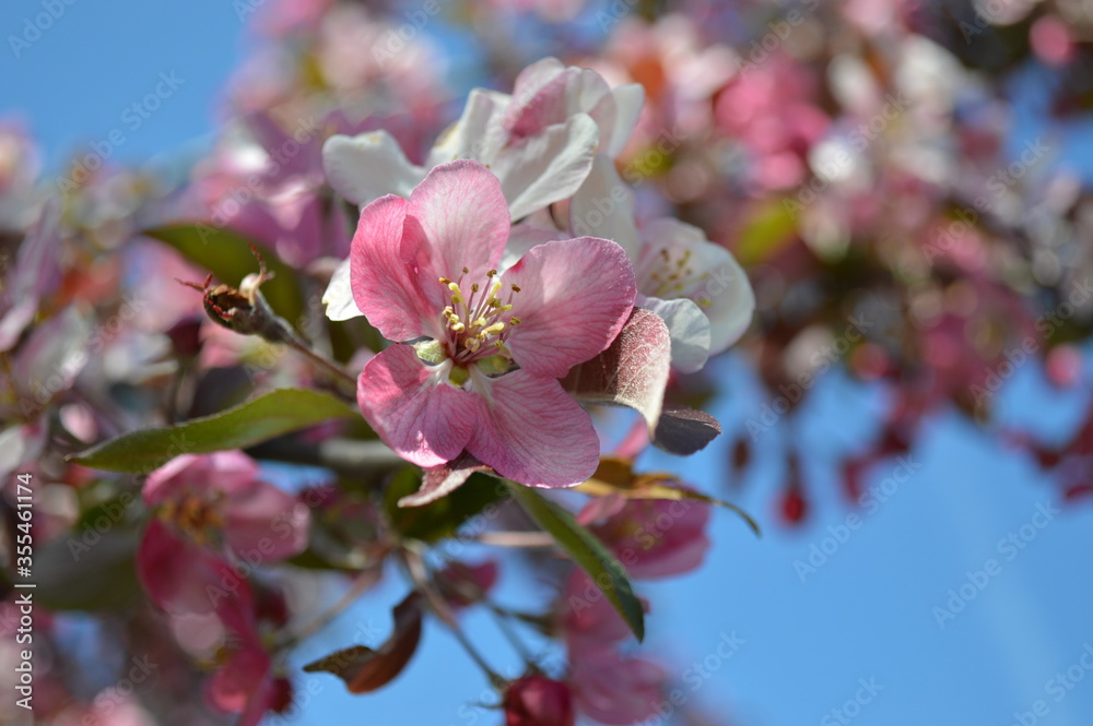 Obraz premium Beautiful spring flowering apple tree