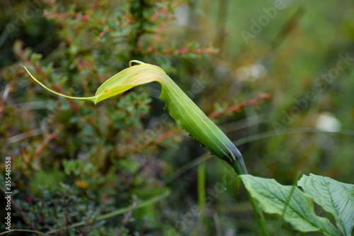 Snake flower Arisaema consanguineum (Himalayan Cobra Lily) seen during monsoon trek to Valley of Flowers National Park, unesco world heritage site in Nanda Devi Biosphere Reserve, Uttarakhand, India. photo