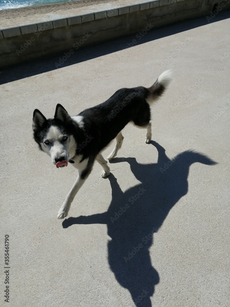 Husky Color Negro Con Blanco