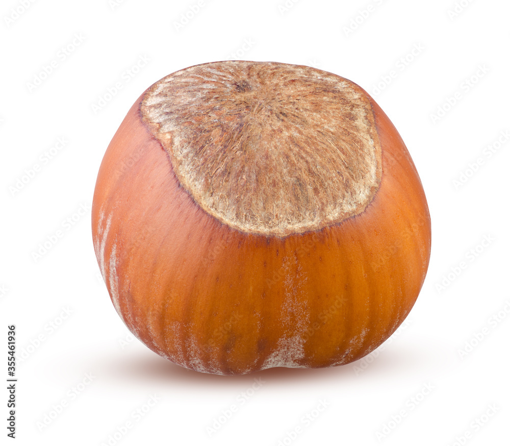 Hazelnut seed whole closeup with hard brow shell on white background. Hazelnut isolated Hazelnut seed whole closeup with hard brow shell on white background. Hazelnut isolated
