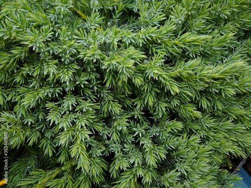 Juniperus squamata 'Blue Carpet' photo