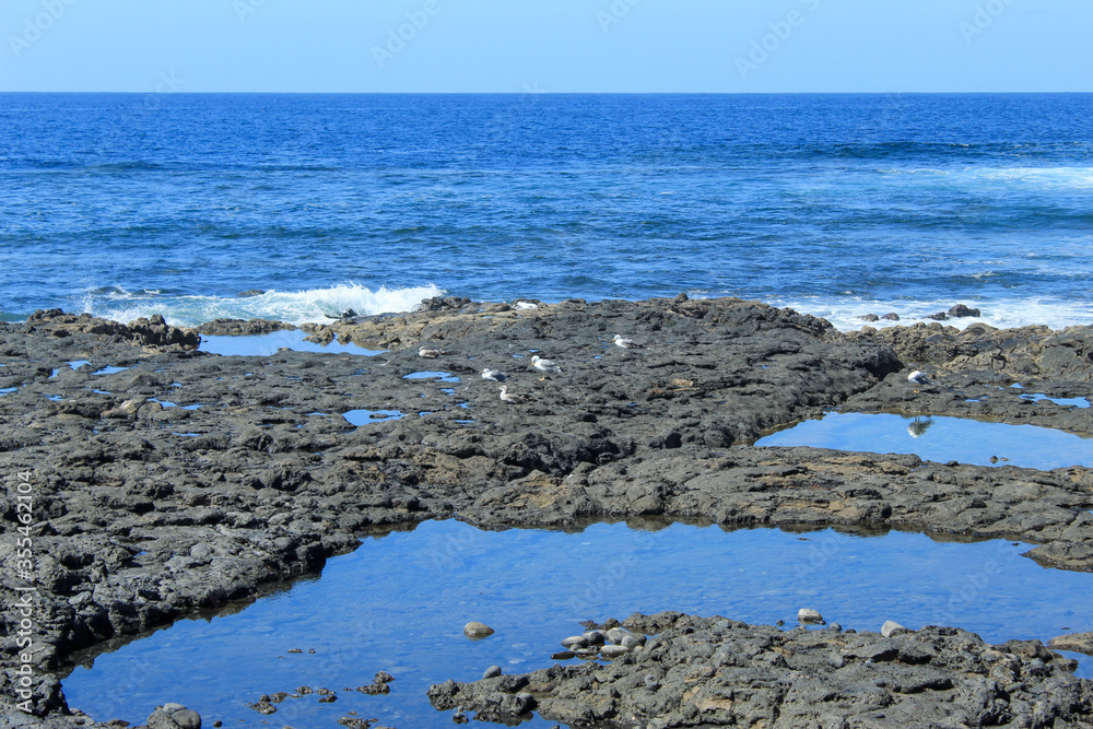 rocky beach seagulls