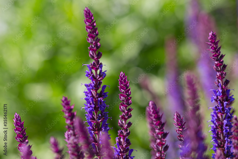 close-up of blue and purple sage blossoms with blurry background close-up of blue and purple sage blossoms with blurry background