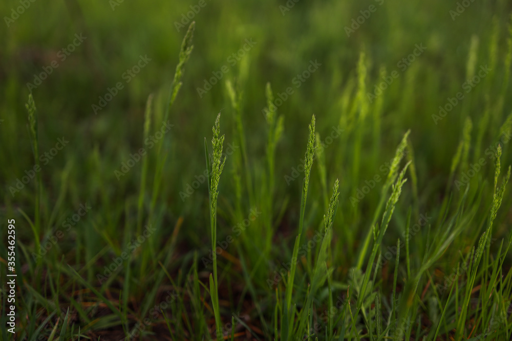macro shot of fresh green wheat like plant