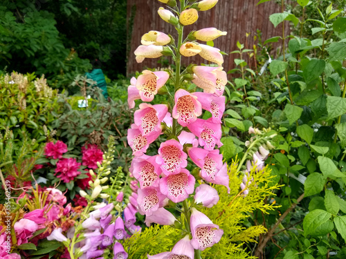 Digitalis purpurea 'Excelsior Hybrid'