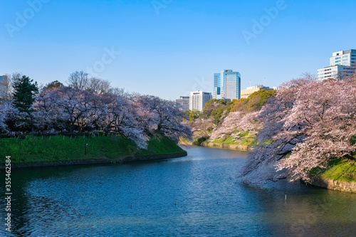 東京 春の千鳥ヶ淵 夕方