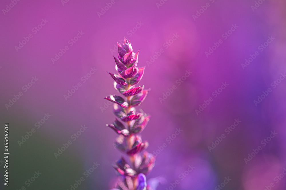Obraz premium close-up of blue and purple sage blossoms with blurry background