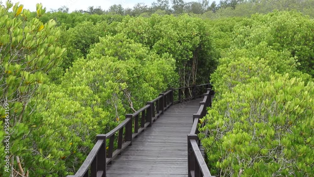 Nature trail green leaves of nature at the in Mangrove forest. Mangrove forest is abundant at Chonburi, Thailand Nature trail green leaves of nature at the in Mangrove forest. Mangrove forest is abundant at Chonburi, Thailand