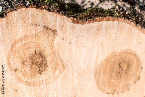 Cut down a double tree trunk. Problem of destruction of forests and shrubs. Wooden background and texture.