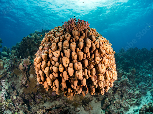 Coral head in the waters of Mangrove Bay