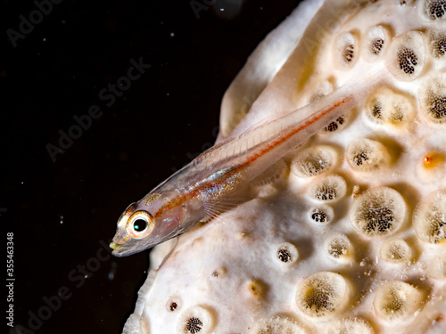 michel's ghostgoby