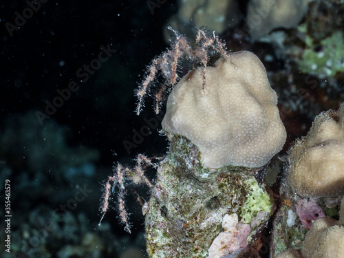 two decorator crabs showing up at night