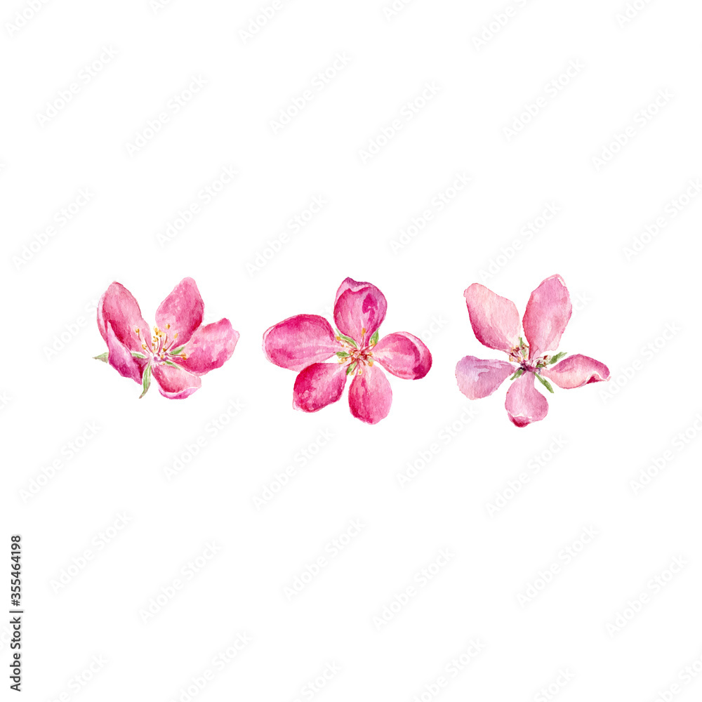 Set of vector Watercolor illustration of pink Apple and Cherry flowers.