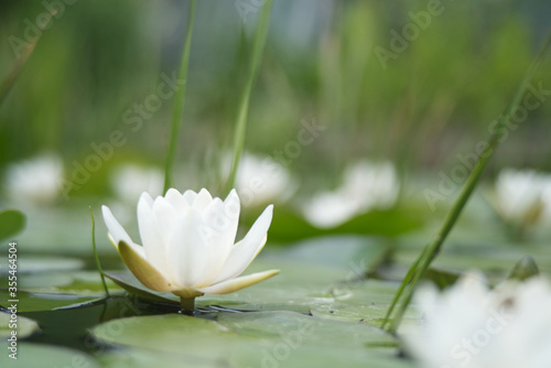 little white waterlily on a pond