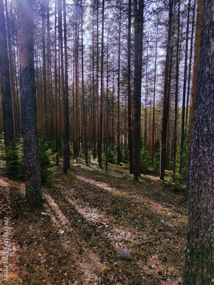 Obraz premium forest in autumn