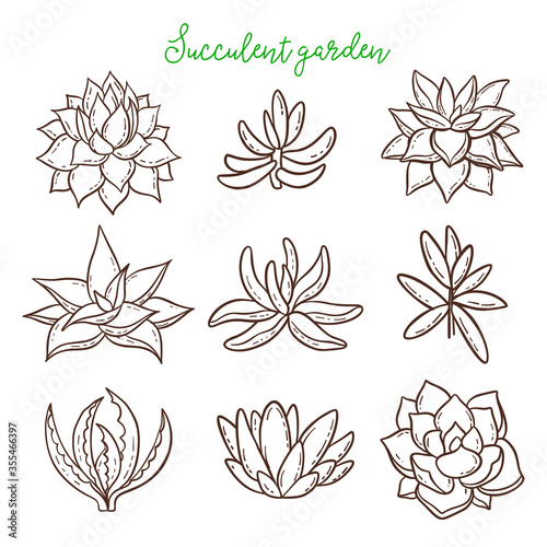 Succulents. Cacti line drawn on a white background. Flowers in the desert.