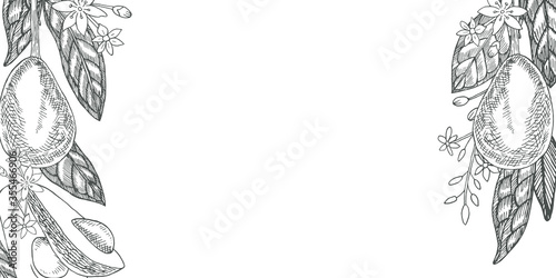 Avocado. Greeting card design template. Botanical illustration in the engraving style. Collection of hand drawn flowers and plants. Tropical evergreen fruit plant.