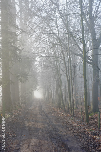 Road through a mysterious dark forest in fog with green leaves on a Spring morning with the sun rising, creating a Magical atmosphere as in a Fairytale