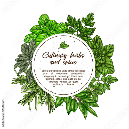 Hand drawn frame with culinary herbs and spices. Vector illustration for design menu, packaging, recipes, label, farm market products. Basil, Parsley, Rosemary, Sage, Bay, Thyme, Oregano