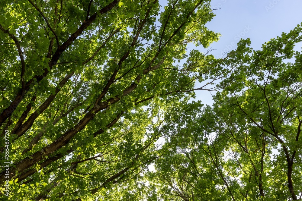 Panorama of sun trough Deciduous trees Panorama of sun trough Deciduous trees