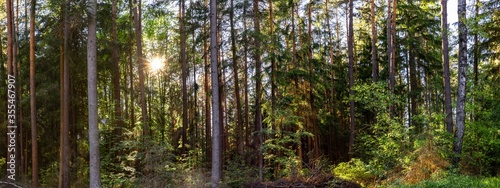 Panorama of a German pine forest and alder trees