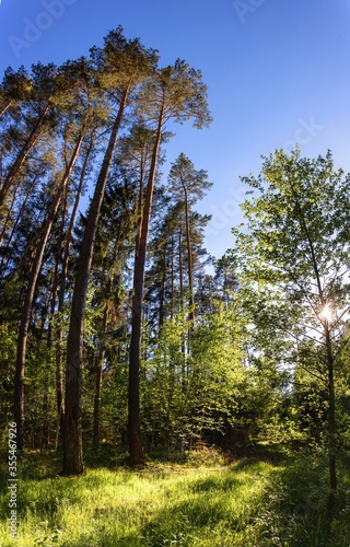 Panorama of a German pine forest 