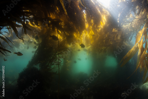 Giant kelp, Macrocystis pyrifera, grows quickly in the cold eastern Pacific waters that flow along the California coast. Kelp forests support a surprising and diverse array of marine biodiversity.