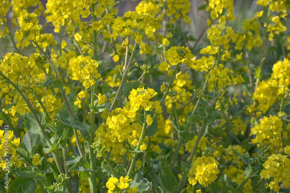 Obraz premium 菜の花