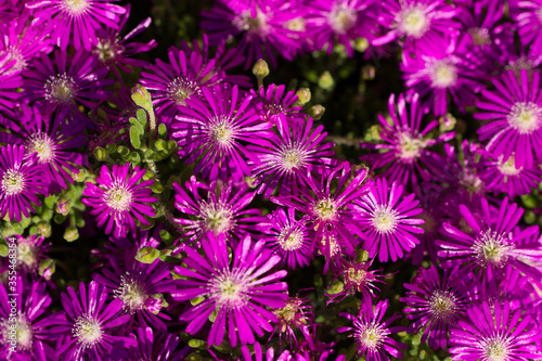 Mesembryanthemum  purple in South African garden