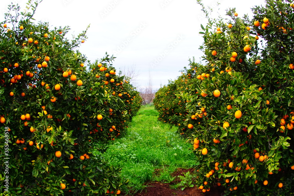 orange tree in a garden