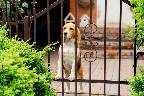 Принти на полотні dog breeds Beagle the iron gate in the garden of a country house