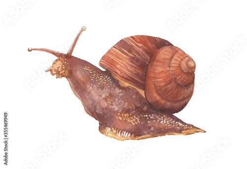 Watercolor snail drawings on paper