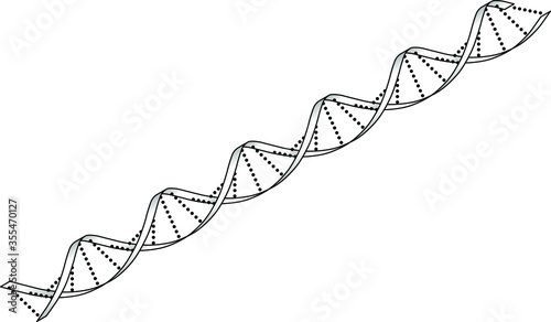 A strand of double-helix DNA (deoxyribonucleic acid) molecule.