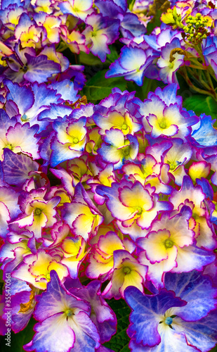 Fototapeta Naklejka Na Ścianę i Meble -  Vibrant violet colored hortensia flower close up, natural pattern background . High quality photo