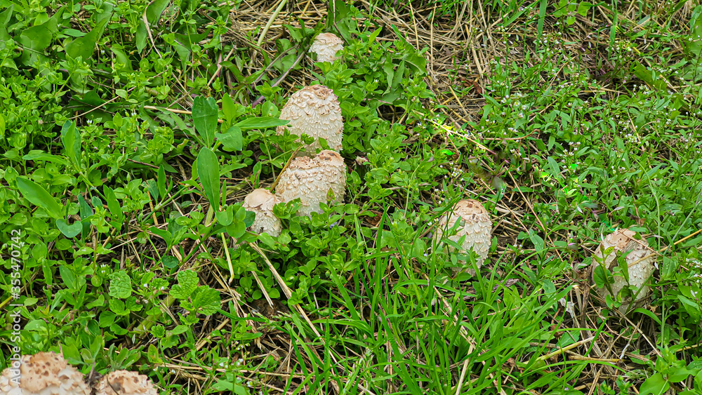 Common mushrooms growing among green grass in a clearing. Called the Coprinus white. Common mushrooms growing among green grass in a clearing. Called the Coprinus white.
