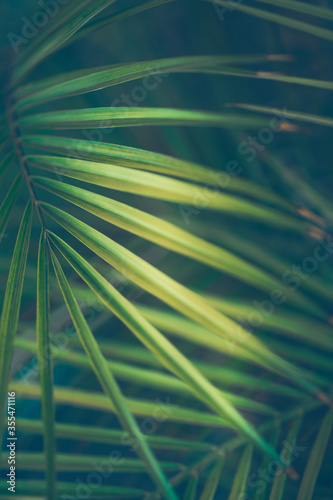 Palm Leaves Background © Anna Om